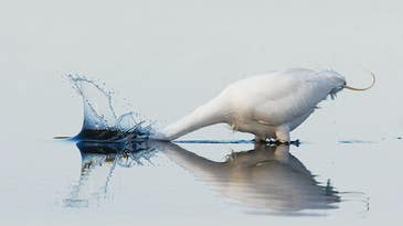 Traveling Photographer: Sanibel and Captiva