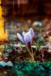 purple crocus shot using EBS technique exposing base and emulsion sides of the film 