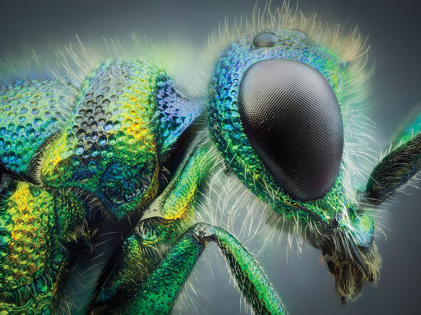 Cuckoo Wasp