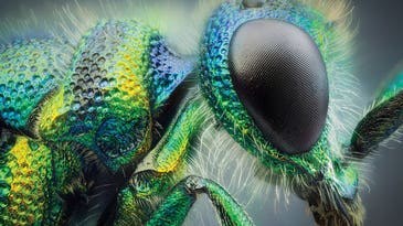 Tips from a pro: How to improve your insect photography