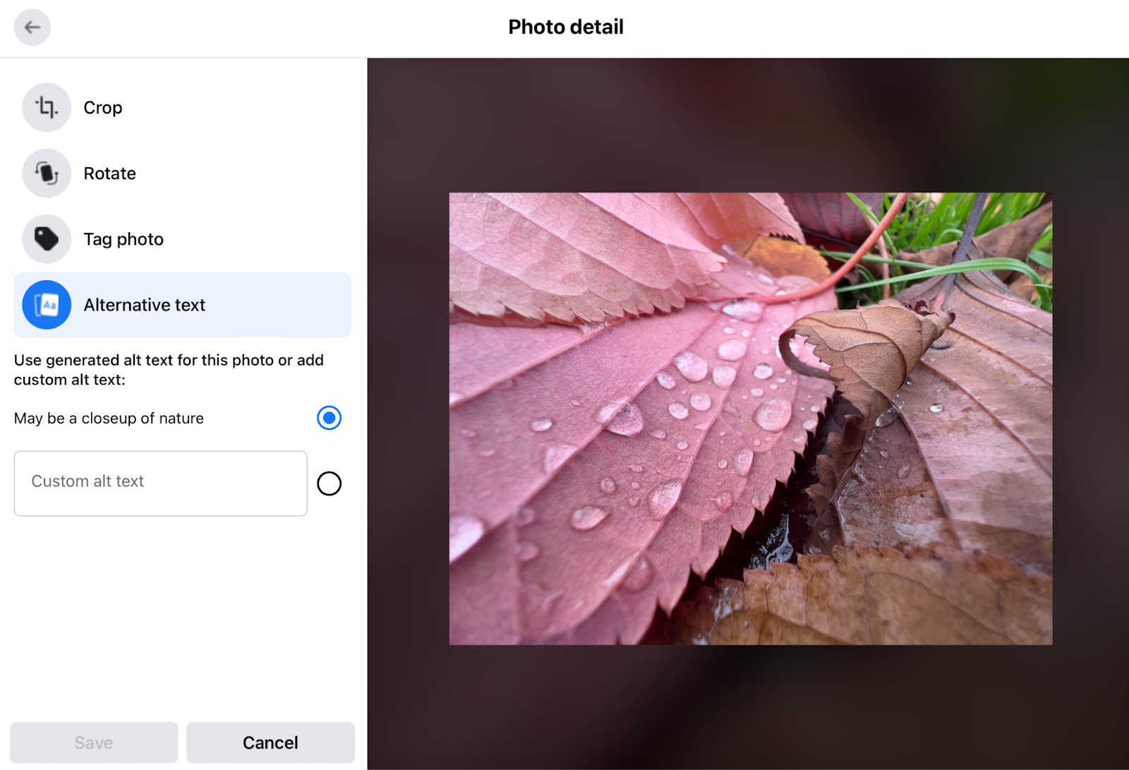 A close-up photo of water on a leaf in an image editing window.